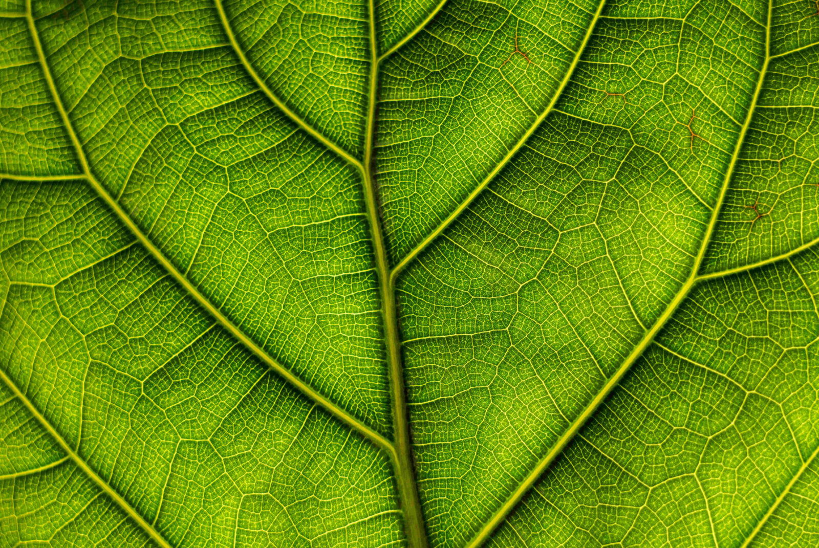 Blatt, grün, Nahaufnahme Blattadern
